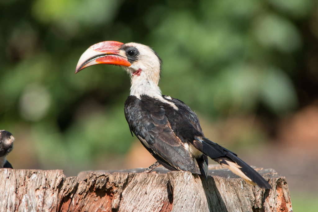 Von der Decken's Hornbill (Tockus deckeni) photo
