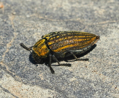 Julodis