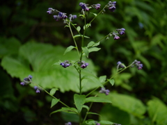 Cynoglossum microglochin