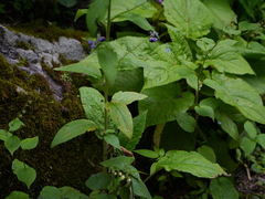 Cynoglossum microglochin