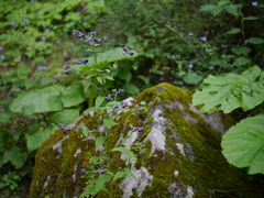 Cynoglossum microglochin