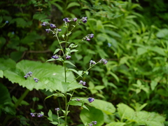 Cynoglossum microglochin