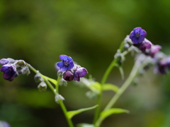 Cynoglossum microglochin