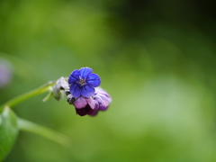 Cynoglossum microglochin