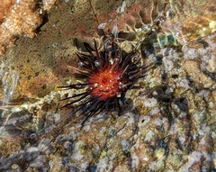 Echinometra lucunter