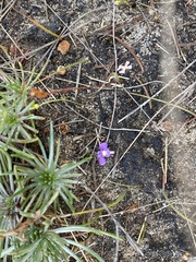 Utricularia violacea