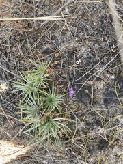 Utricularia violacea