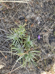 Utricularia violacea