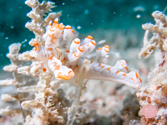 Bornella stellifera