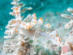 Bornella stellifera