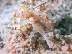 Bornella stellifera