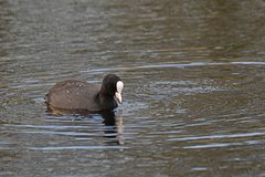 Fulica atra