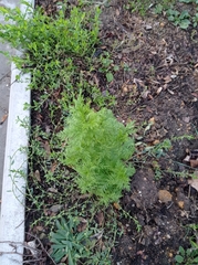 Artemisia annua