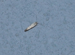 Platyedra subcinerea