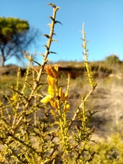 Ulex argenteus subsericeus