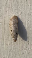 Brephulopsis