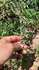 Aloysia decipiens
