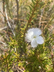 Dianthus albens