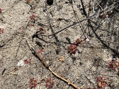 Drosera nitidula
