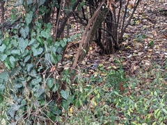 Garrulus glandarius