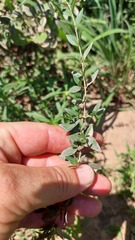 Aloysia decipiens