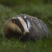 European Badger - Photo (c) caroline legg, some rights reserved (CC BY)