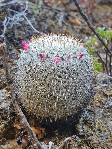 Mammillaria haageana