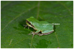 Hyla chinensis