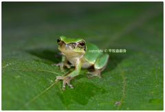 Hyla chinensis