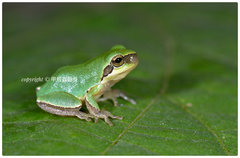 Hyla chinensis