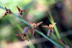 Dipcadi ciliare