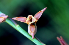 Dipcadi ciliare