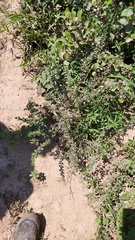 Aloysia decipiens