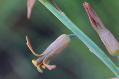 Dipcadi ciliare