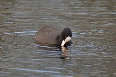 Fulica atra