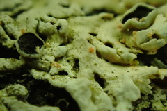 Erythricium aurantiacum