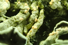 Erythricium aurantiacum
