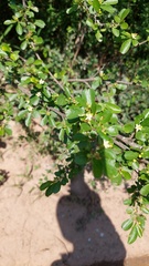 Erythroxylum cuneifolium