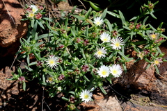 Delosperma gautengense