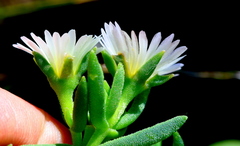 Delosperma gautengense