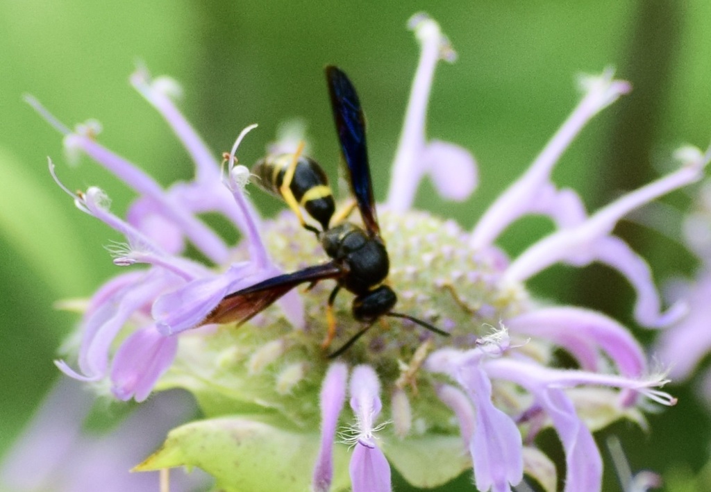 Tapered Mason Wasp