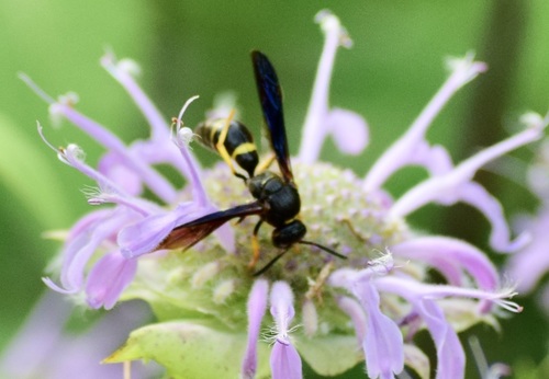 Tapered Mason Wasp