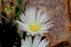 Delosperma gautengense