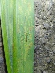 Mecistoscelis scirtetoides