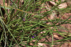 Helichrysum harveyanum