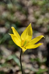 Tulipa sylvestris biebersteiniana
