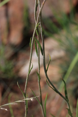 Helichrysum harveyanum