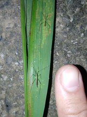 Mecistoscelis scirtetoides