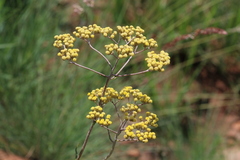 Helichrysum harveyanum