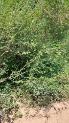 Erythroxylum cuneifolium